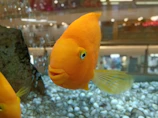 Close-up of a bright orange oscar fish with a soft green aquatic background.