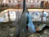 A close-up of a fish species native to Finland.