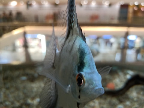 A close-up of a fish species native to Finland.