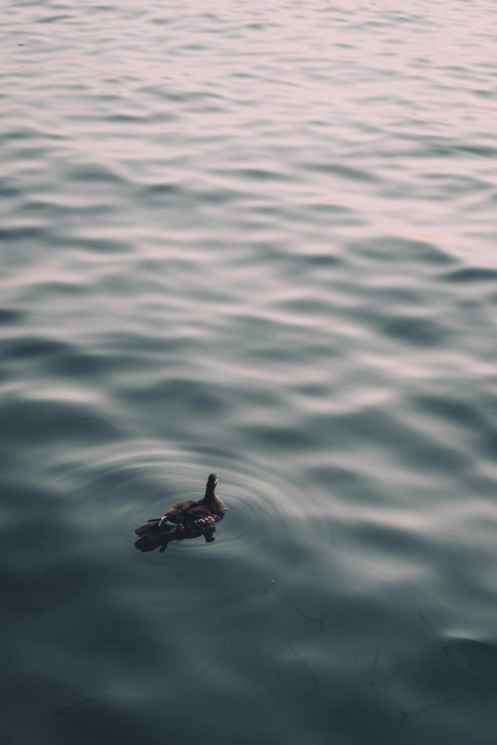 a duck floating on top of a body of water