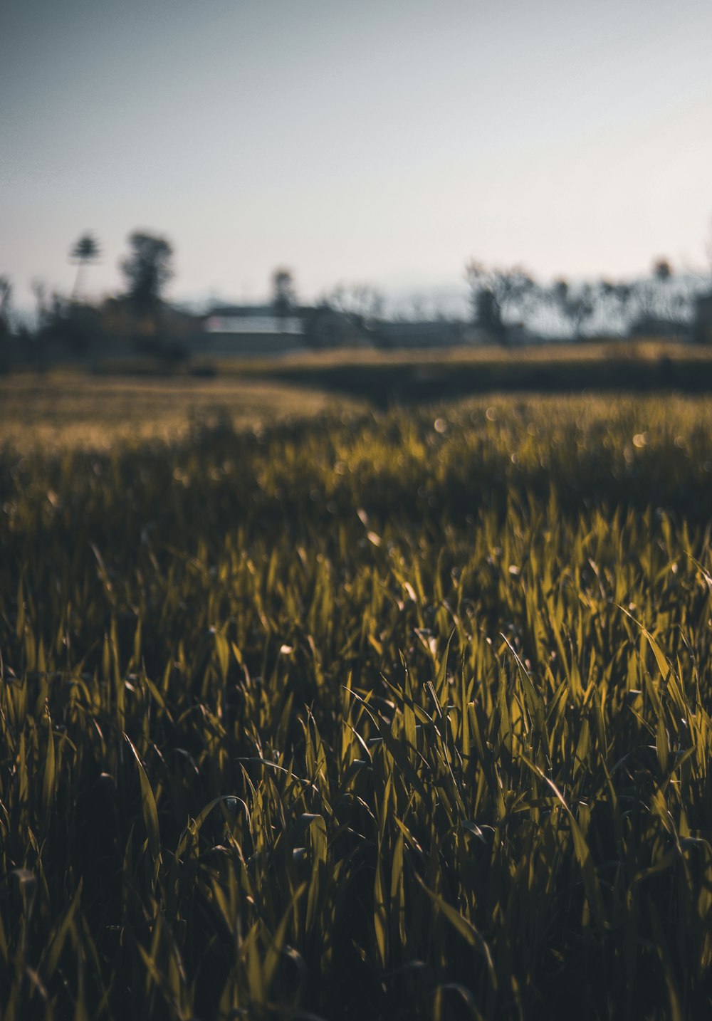 a close up of a field of grass