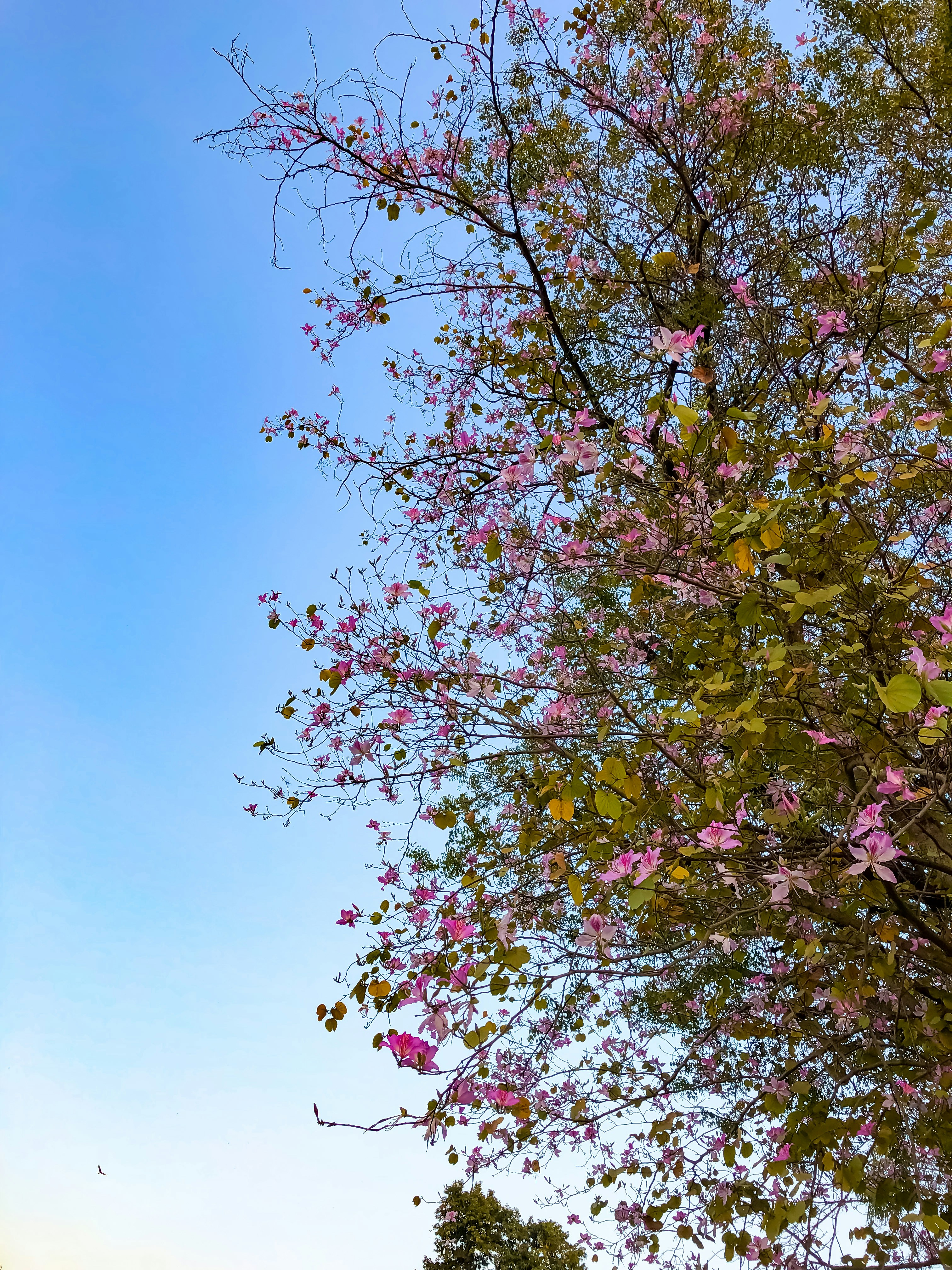 Photo by hemlata_design