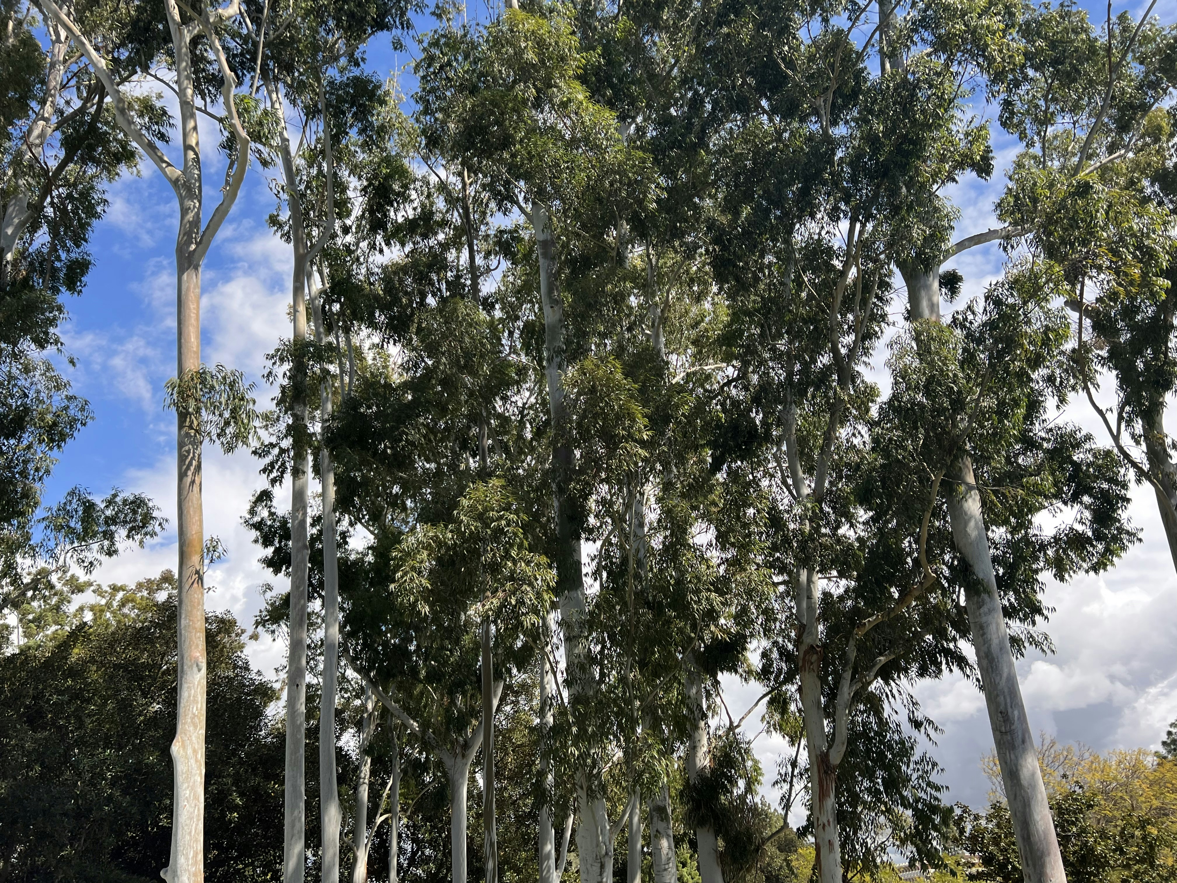 a group of trees that are next to each other