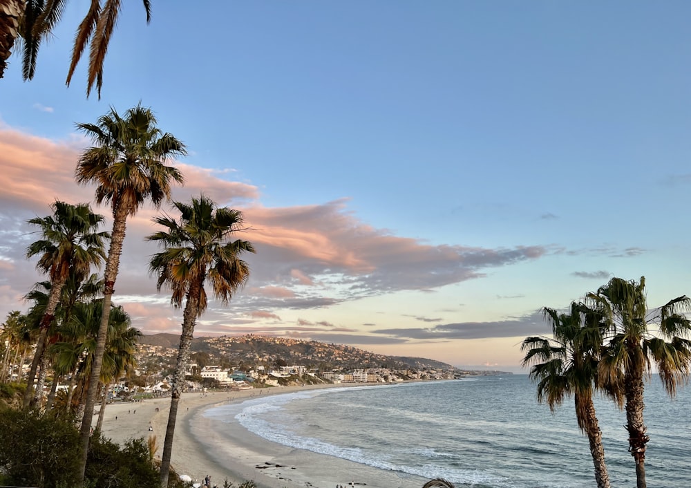 a beach with palm trees and the ocean in the background