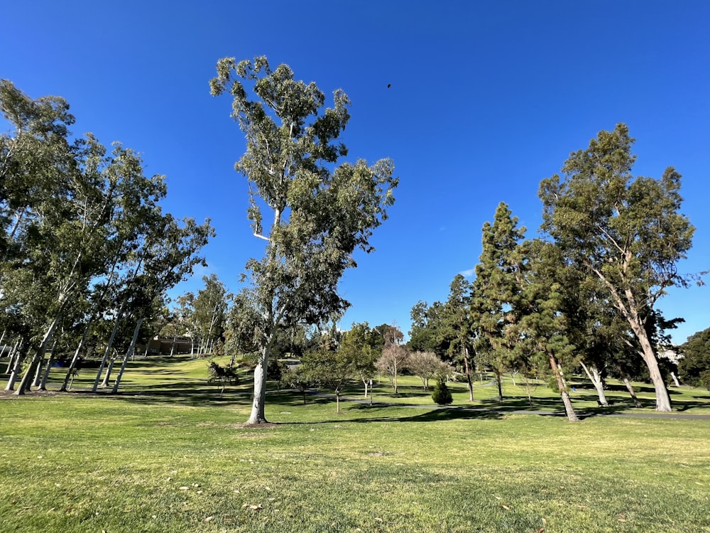 a grassy field with trees and a blue sky