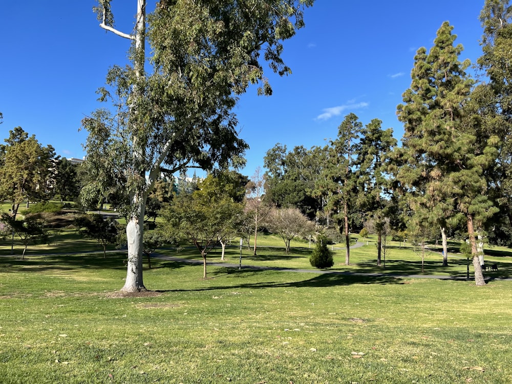 a grassy field with trees and a blue sky in the background