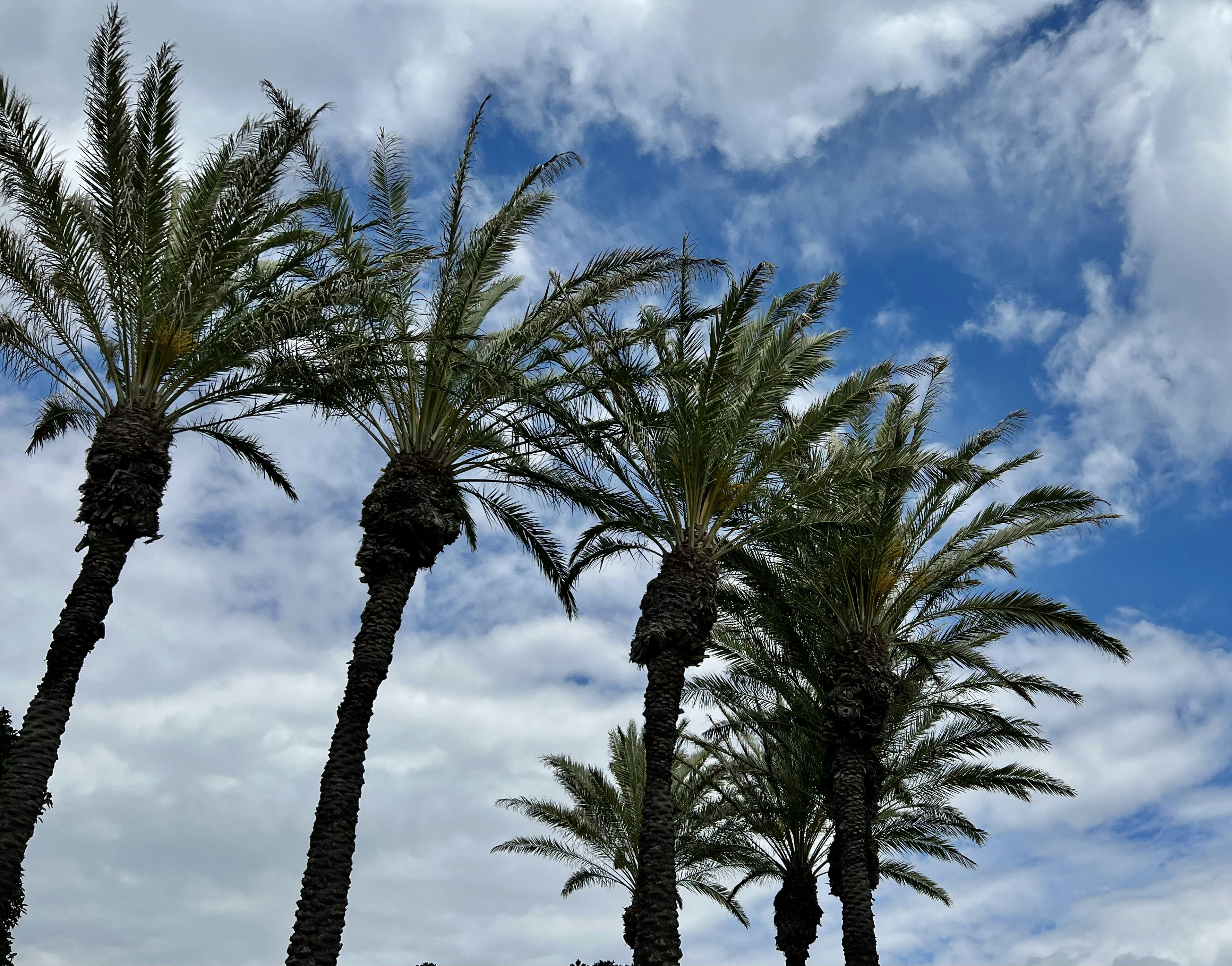 a row of palm trees against a cloudy blue sky