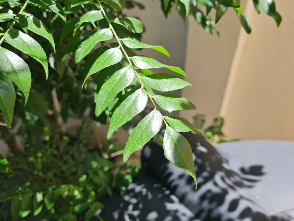 Curry Leaves 9 Health Benefits- Kadi Patta in English