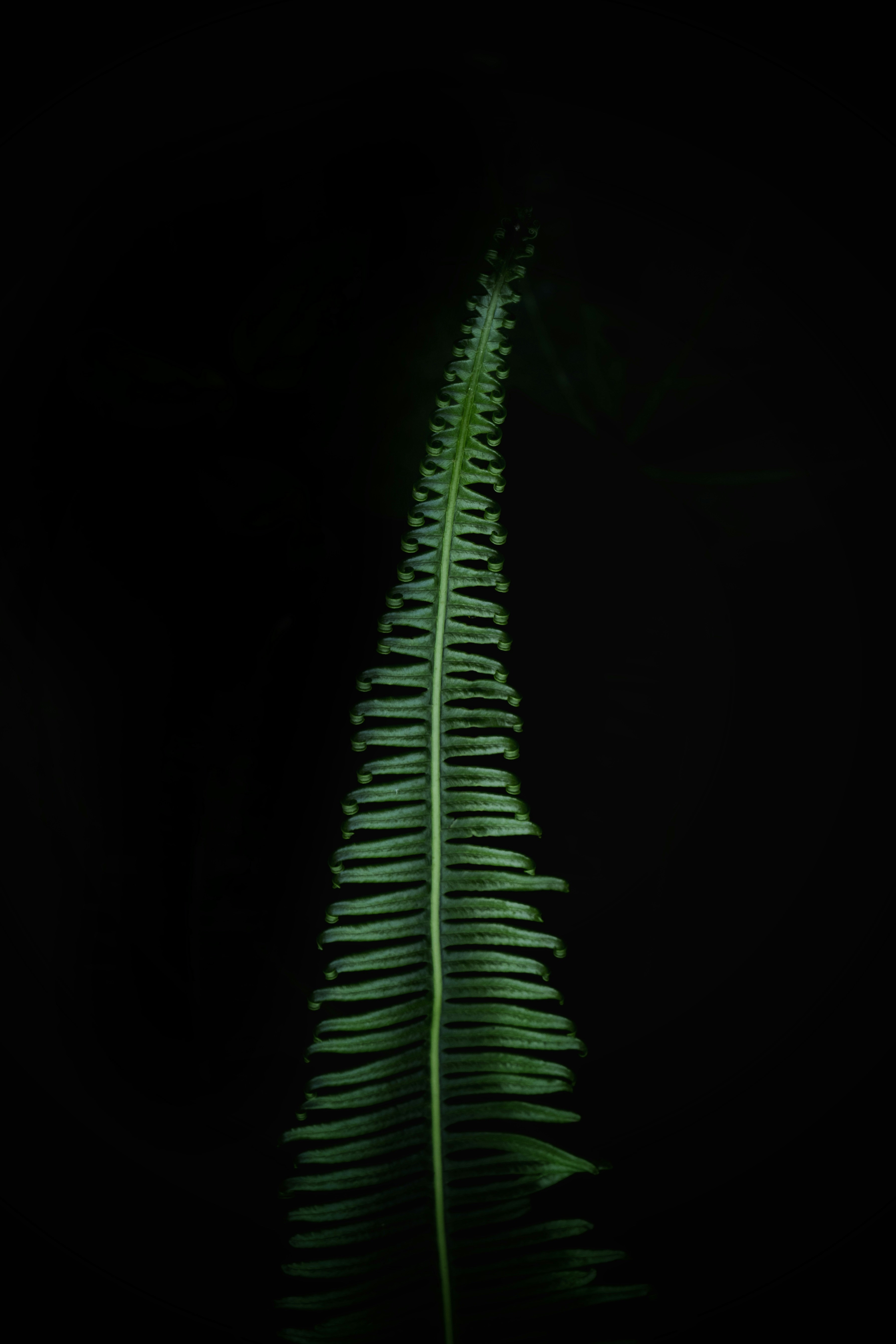 nginx-rtmp流媒体测试