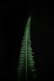 a green fern leaf in the dark