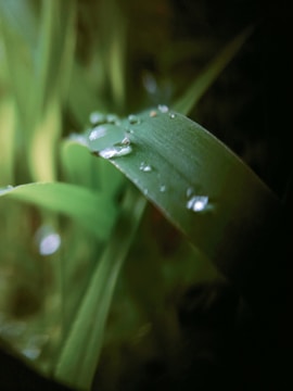Soft-focus image of a muted green leaf with water droplets.