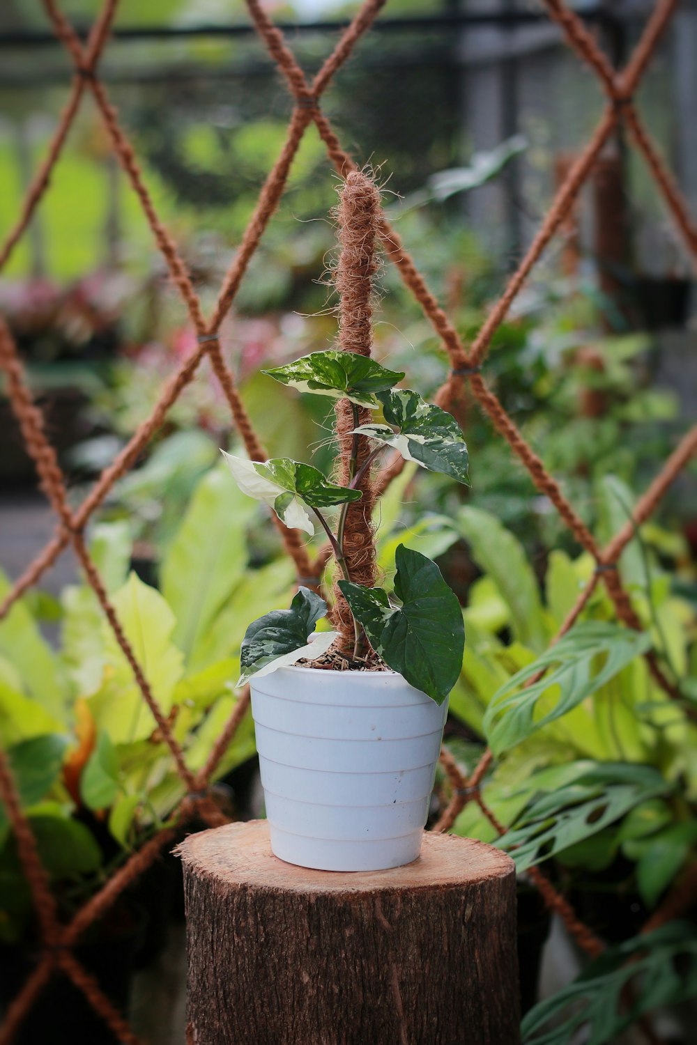 Una pequeña planta en maceta sentada encima de un tocón de árbol