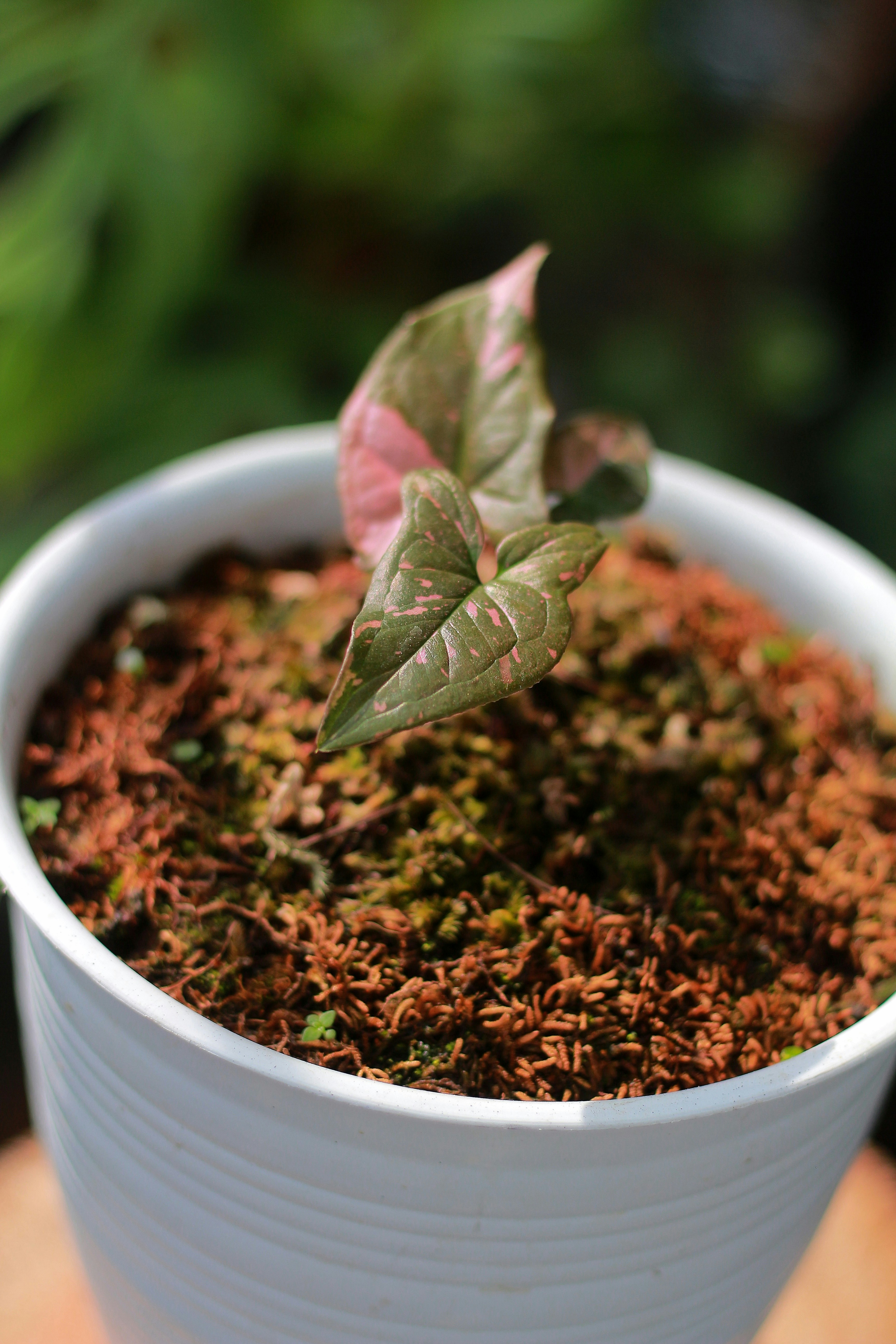 Сингоніум — Syngonium podophyllum