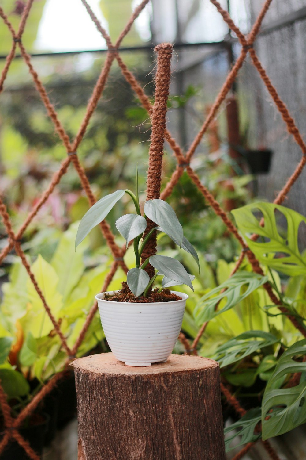 a potted plant sitting on top of a tree stump