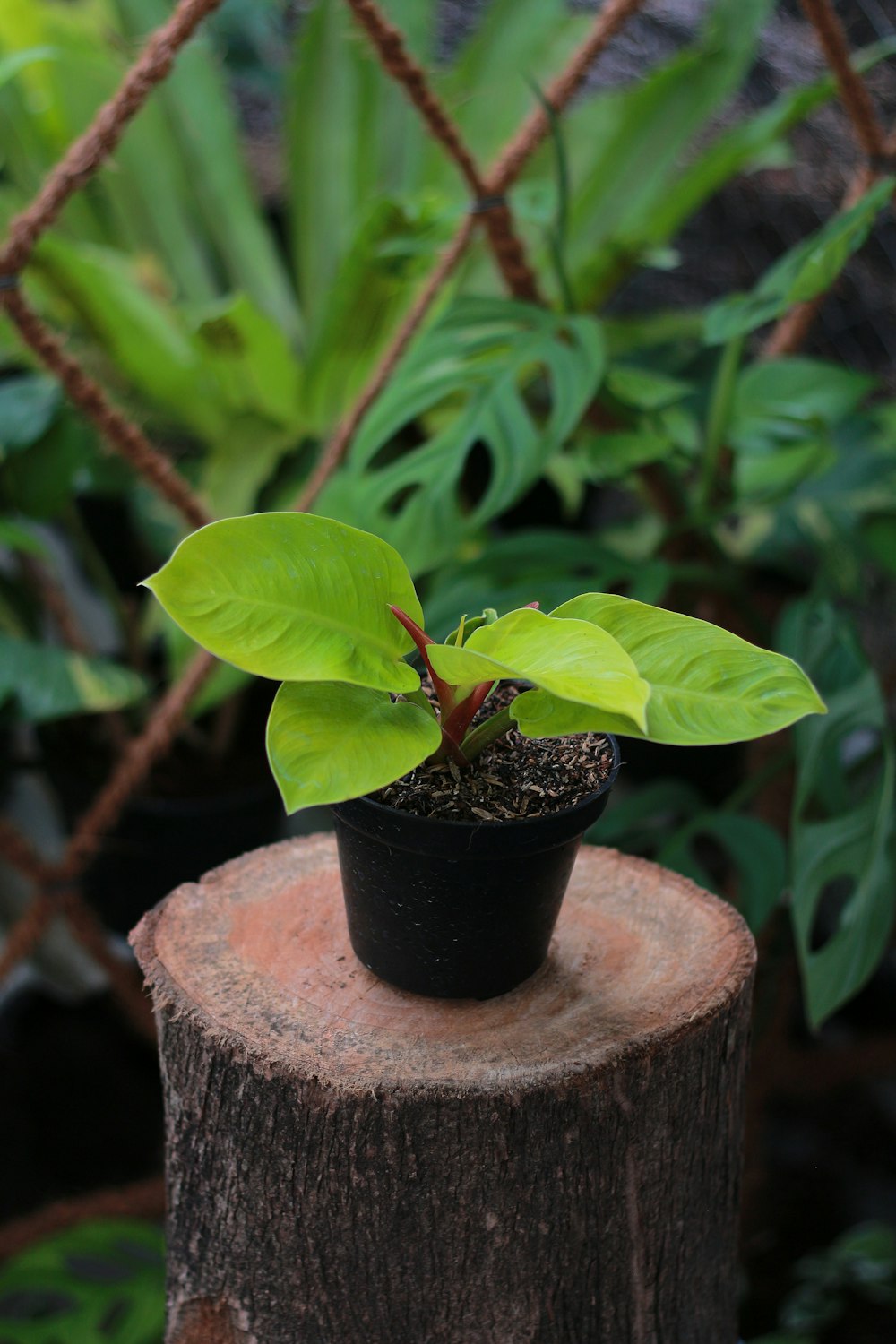 a small tree stump with a plant growing out of it