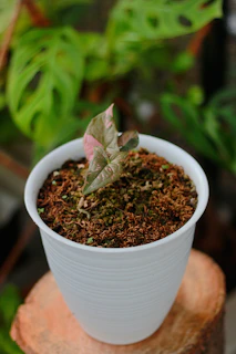 close-up of sphagnum moss used in indoor plant soil mix for moisture retention and improved roots