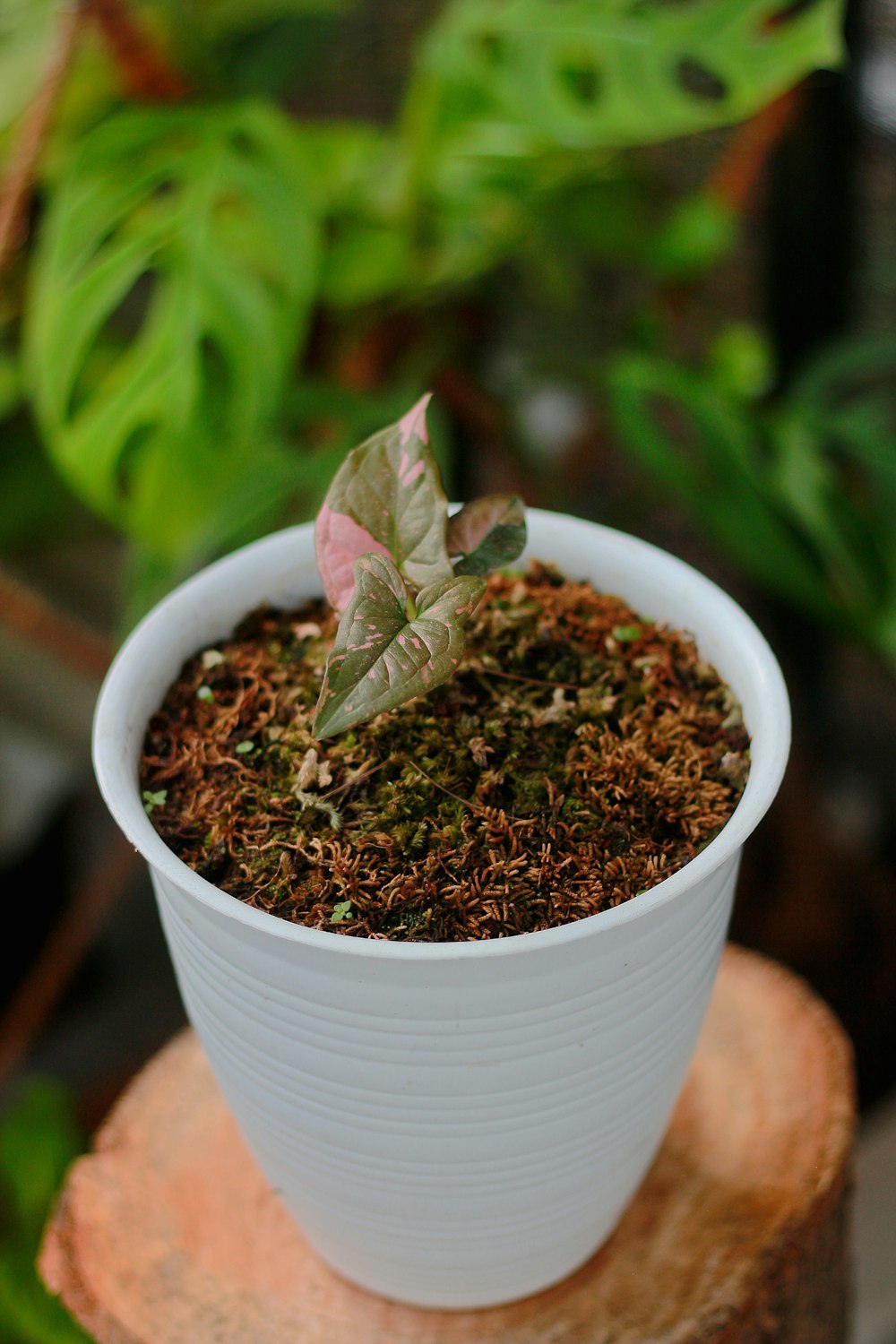 a small potted plant sitting on top of a tree stump