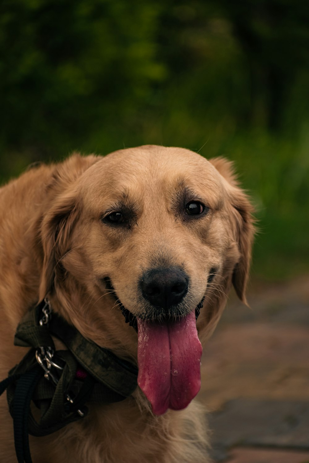 a close up of a dog with its tongue hanging out