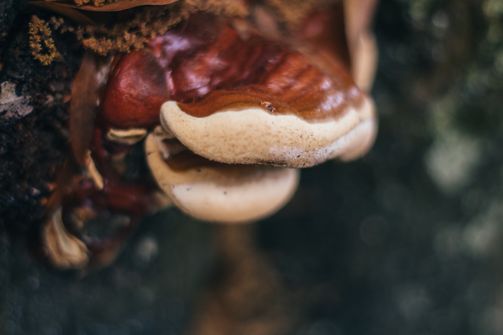 a close up of a mushroom on a tree