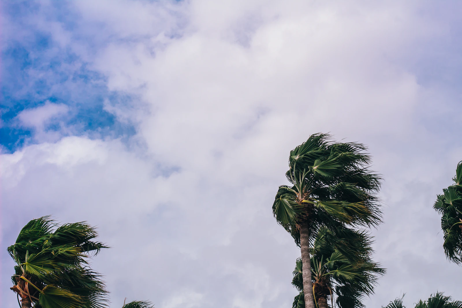 Florida palm trees bending in strong wind under storm clouds
