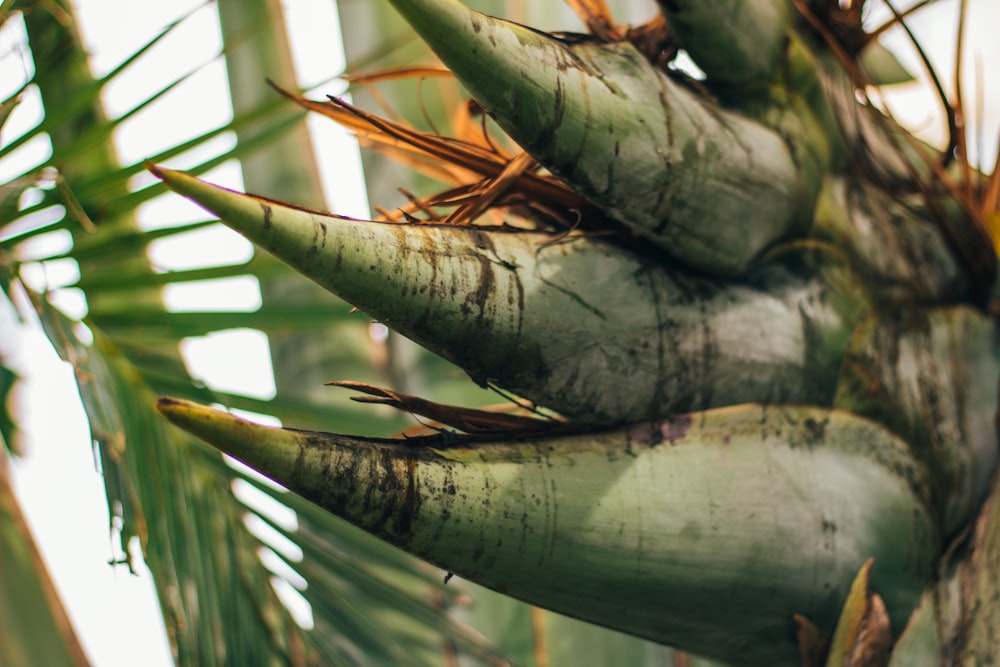 a close up of a bunch of bananas on a tree