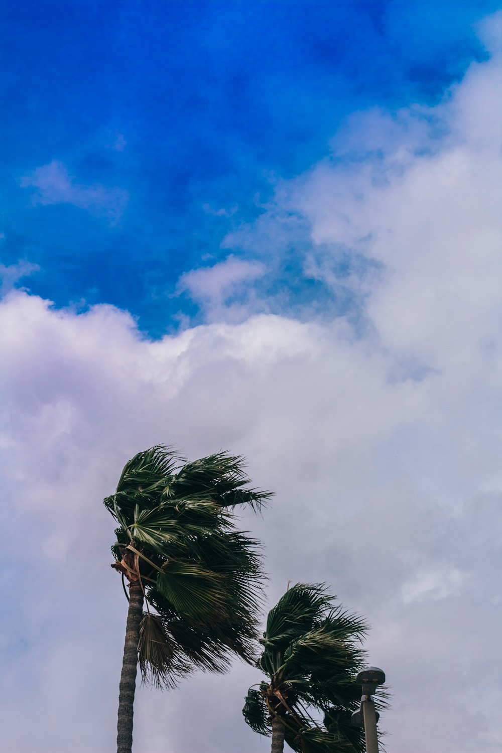 two palm trees blowing in the wind on a cloudy day