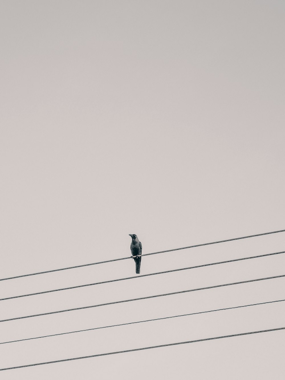 a bird sitting on top of a power line