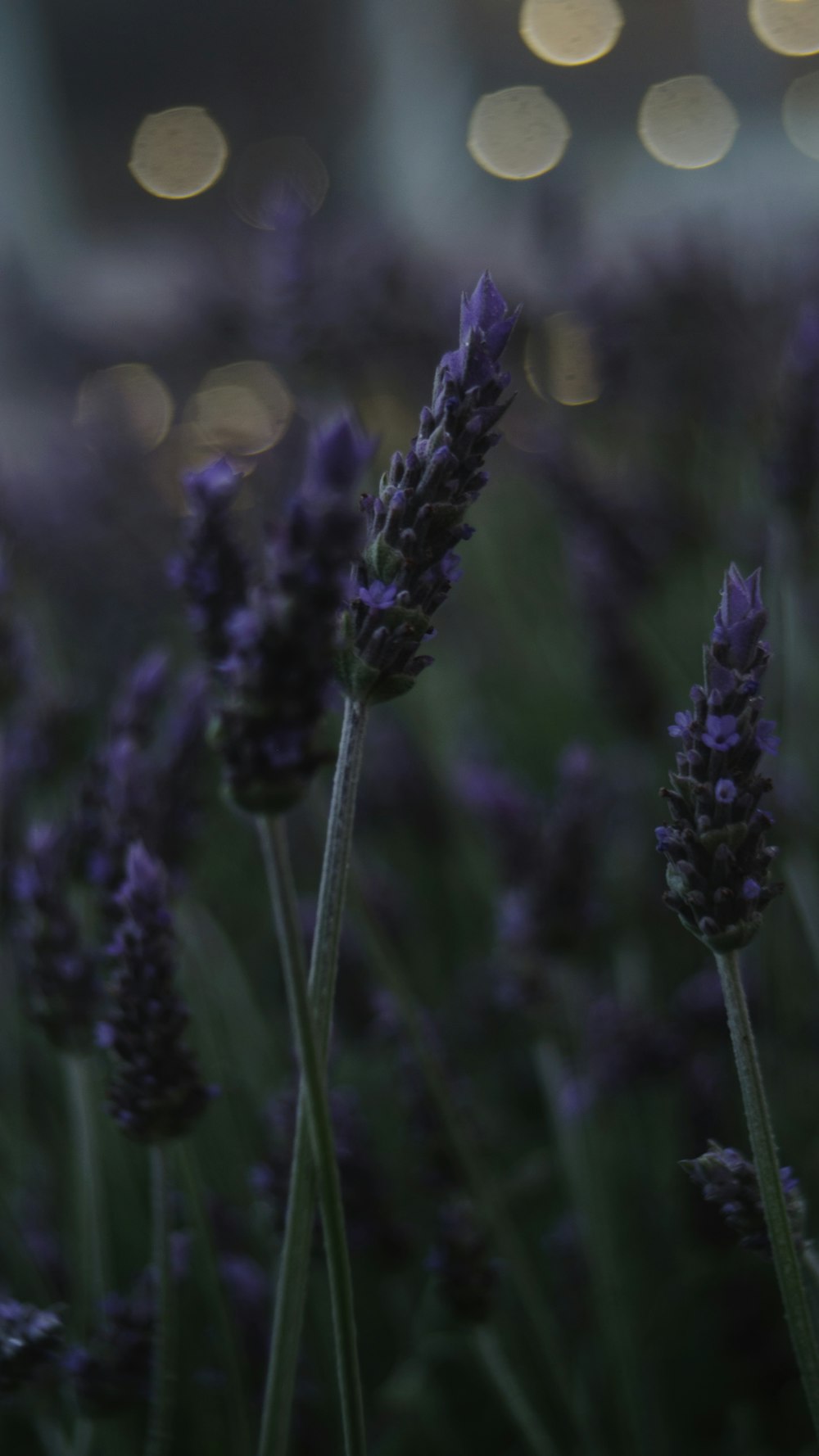 a bunch of lavender flowers in a field