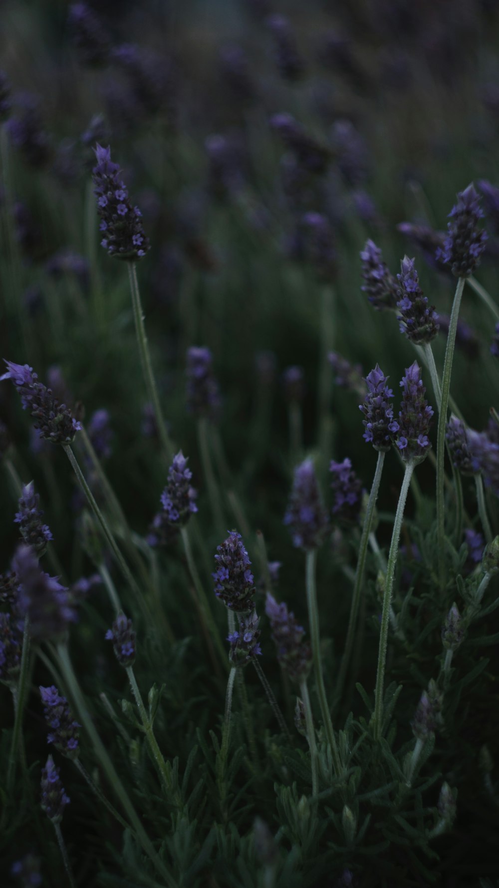 a bunch of purple flowers that are in the grass