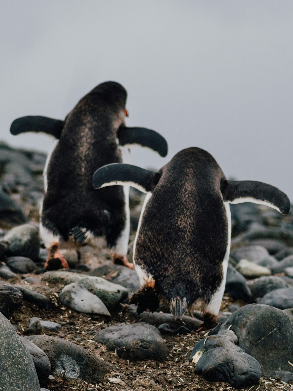 a couple of penguins standing on top of a rocky hill