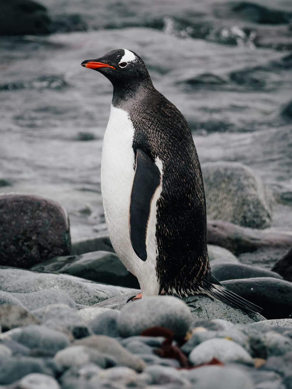 a penguin is standing on some rocks by the water