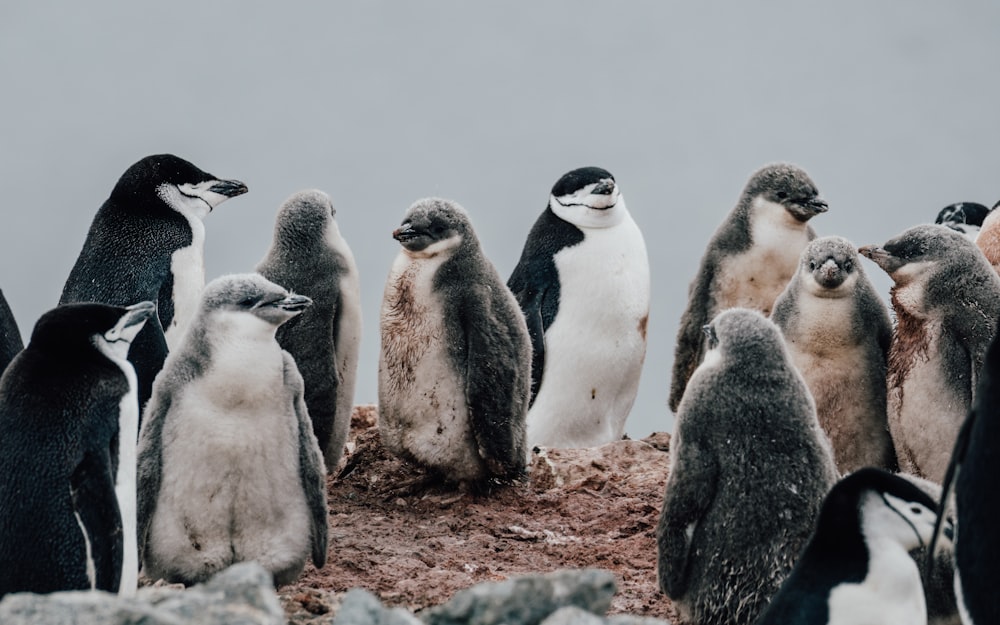 a group of penguins standing next to each other