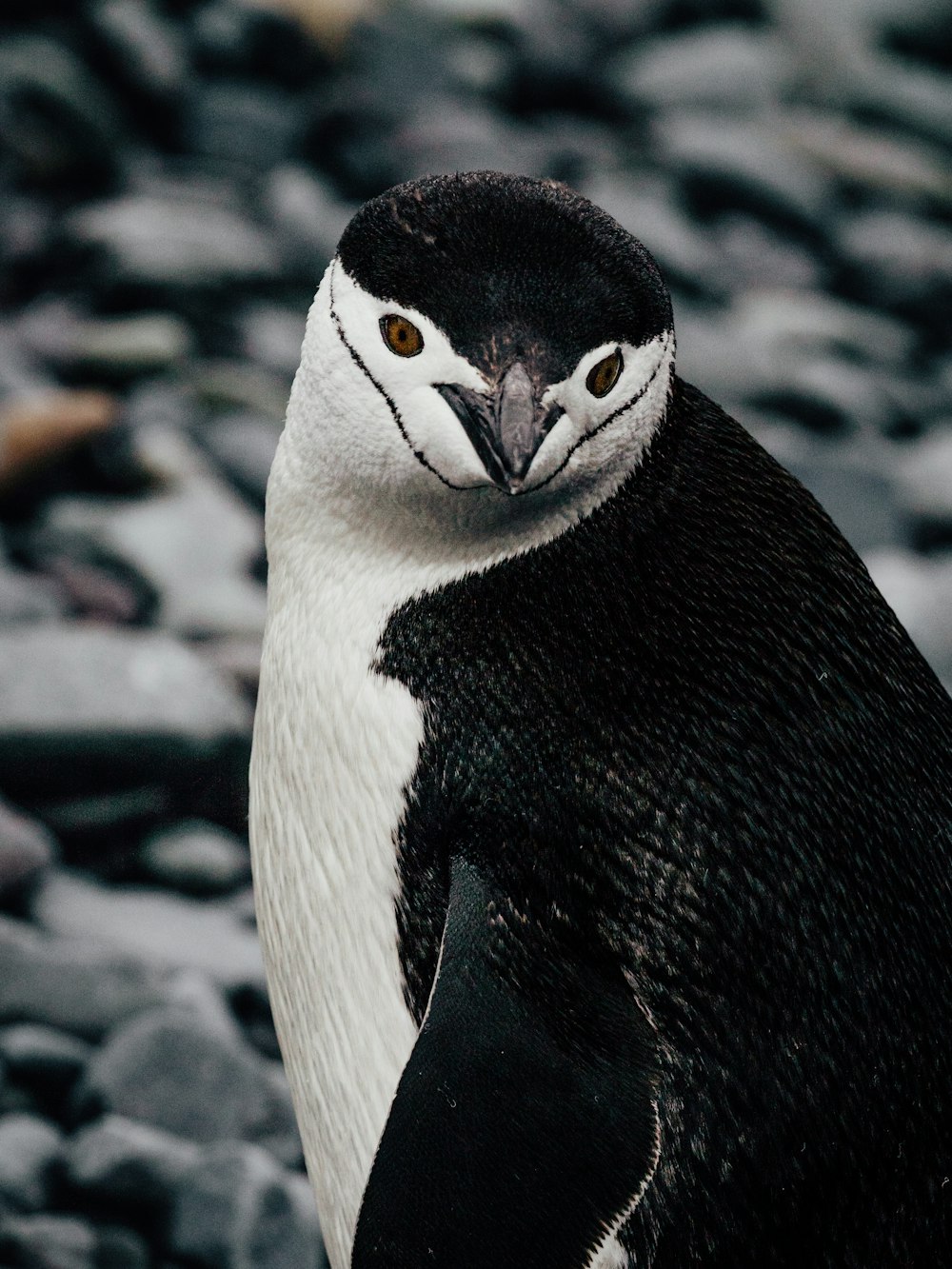 a black and white penguin standing on a rocky beach