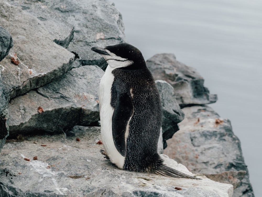 a penguin standing on a rock next to a body of water