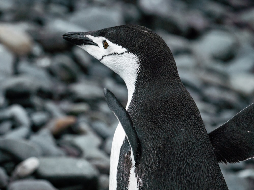 um pinguim preto e branco de pé em uma praia rochosa