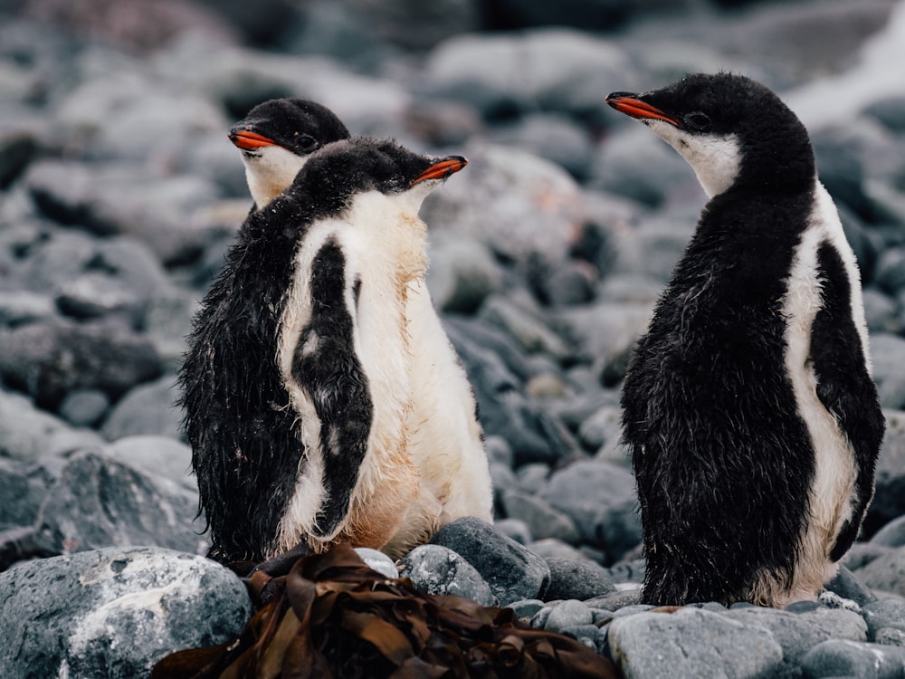 a couple of penguins standing on top of a pile of rocks