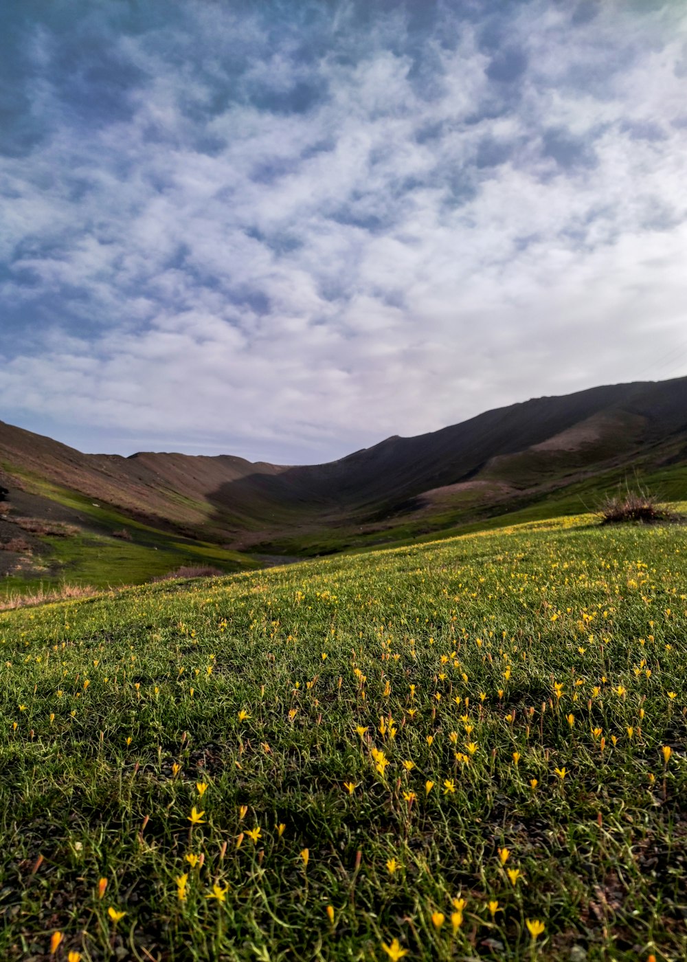 a grassy field with yellow flowers in the foreground