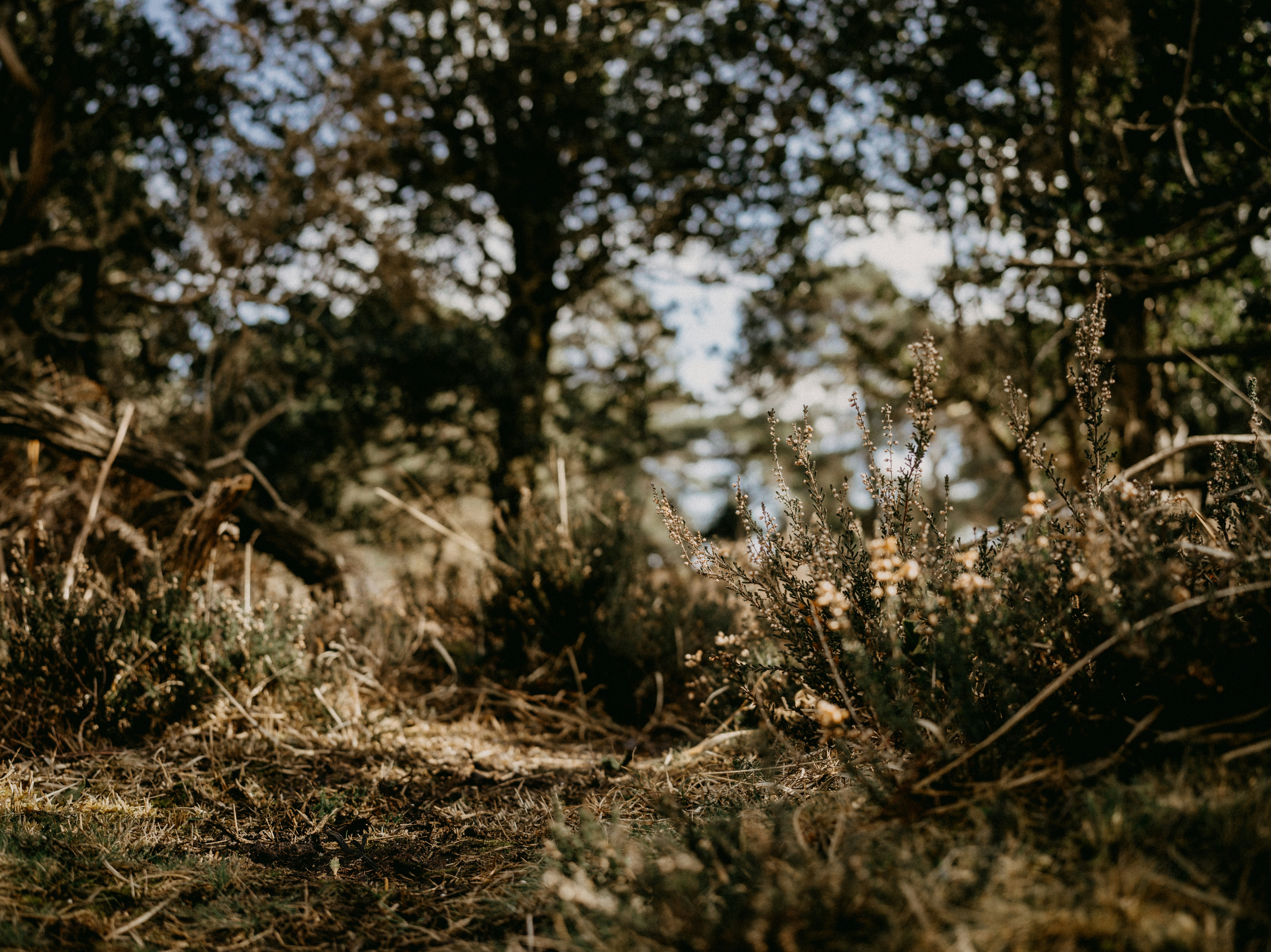 Photo by anniespratt