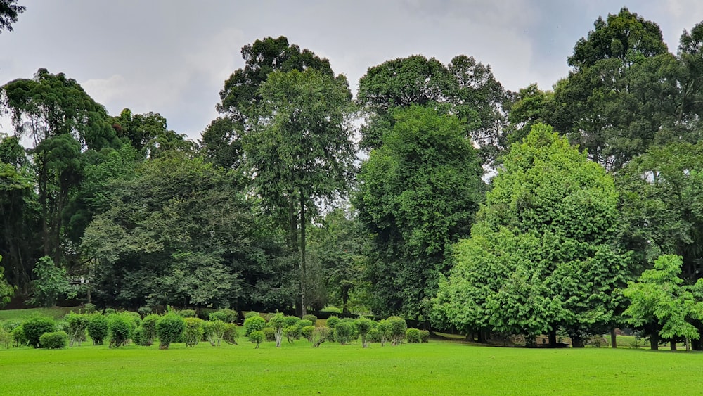 a lush green field with trees in the background