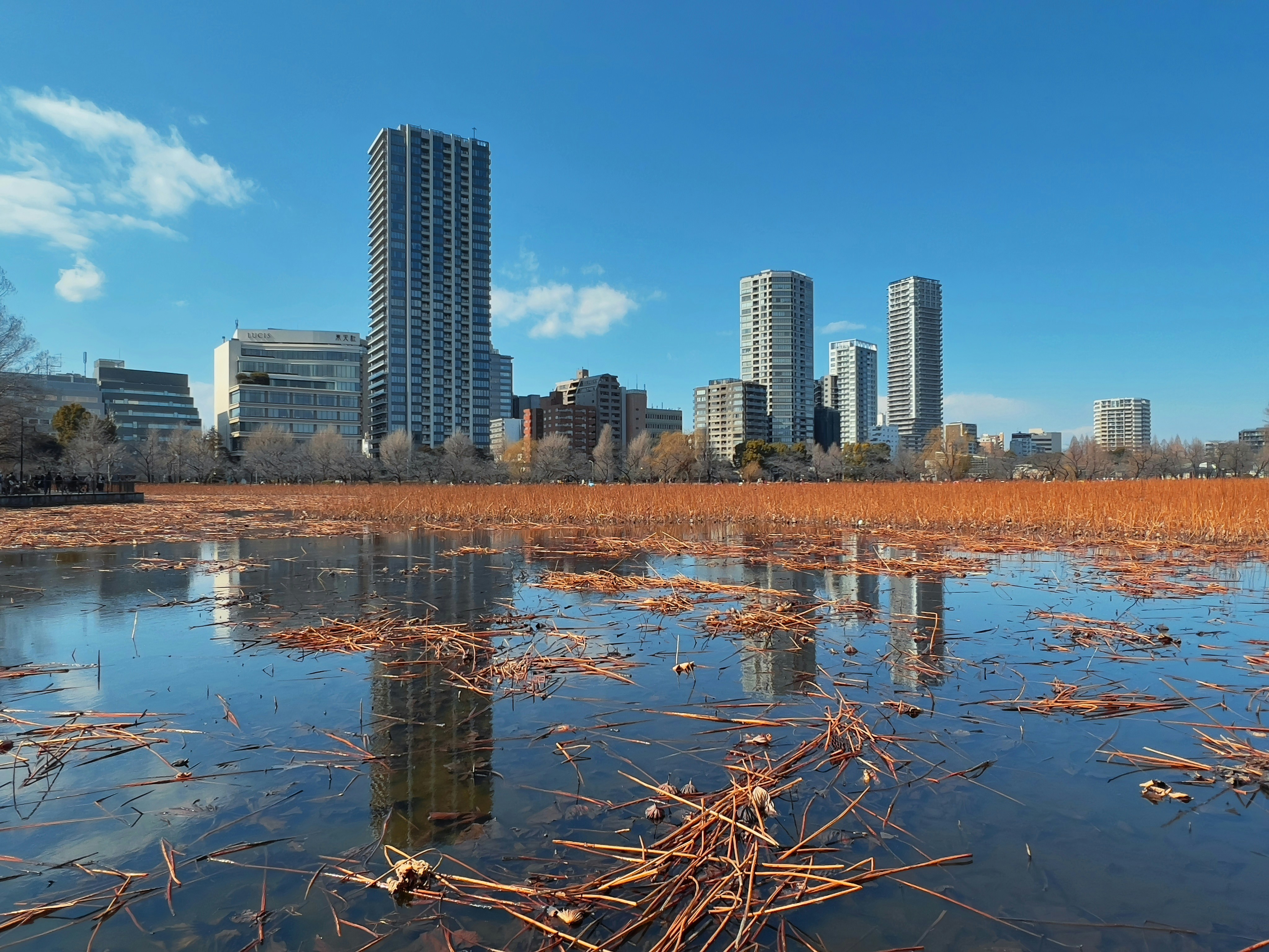 Looking over withering lotus plants in winter towards residential towers under a blue sky, Shinobazu Pond, Taito City, Tokyo, Japan.