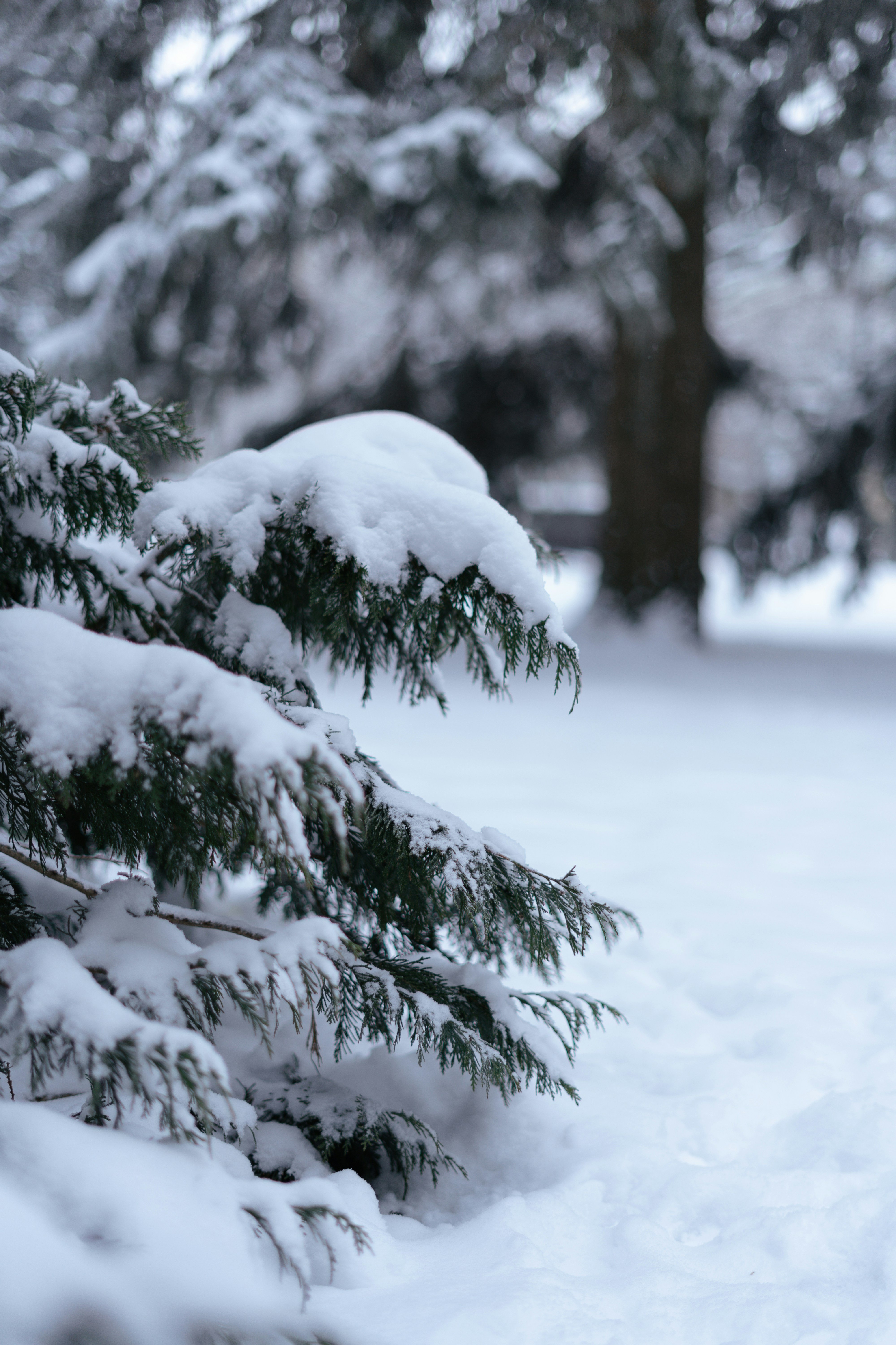 Photo by albina___white