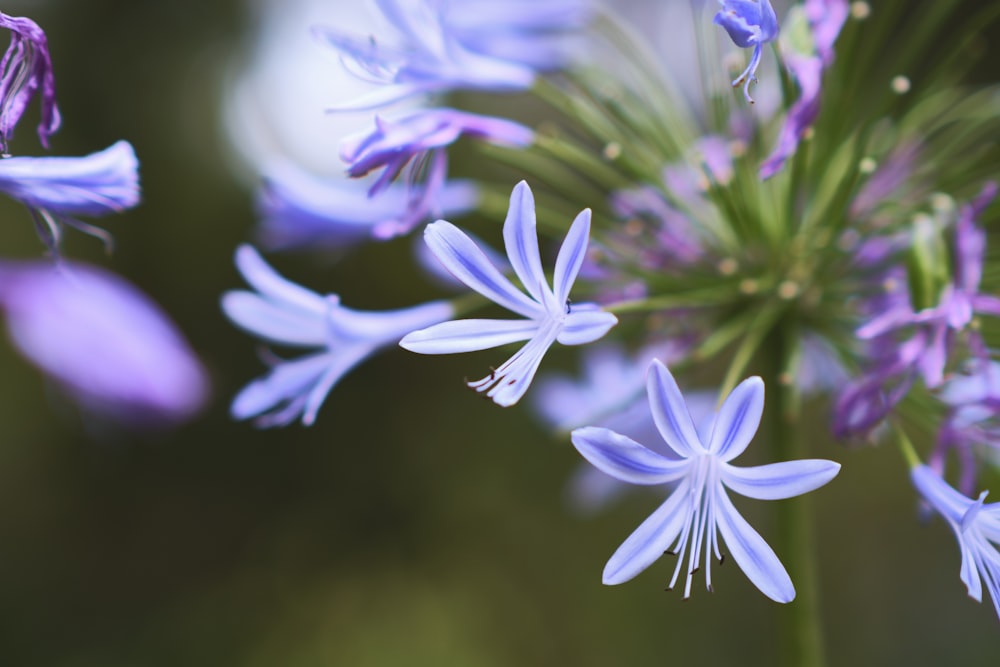 a close up of a purple flower with a blurry background