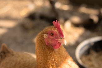 a close up of a chicken near a bowl