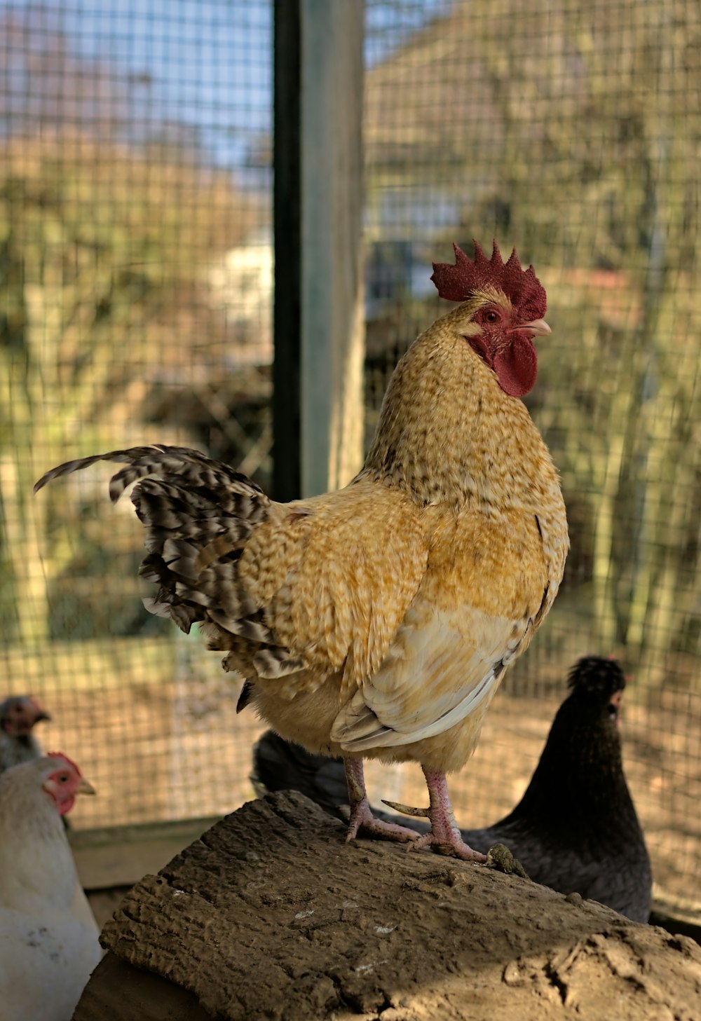 a group of chickens standing on top of a pile of dirt