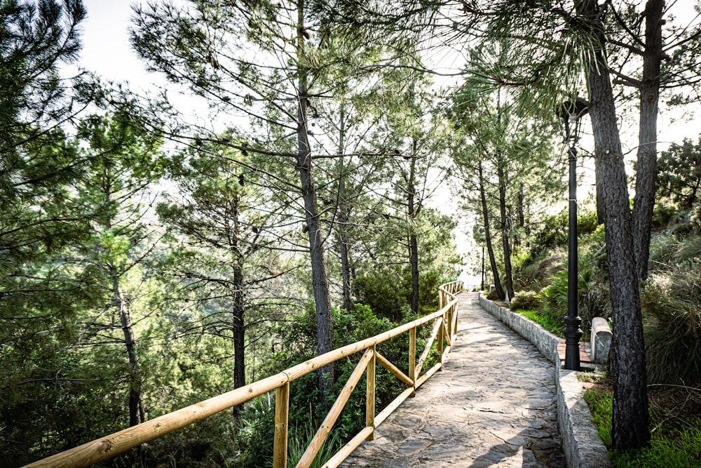 Un albero in una foresta