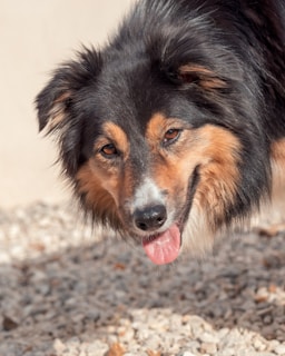 a close up of a dog with its tongue out