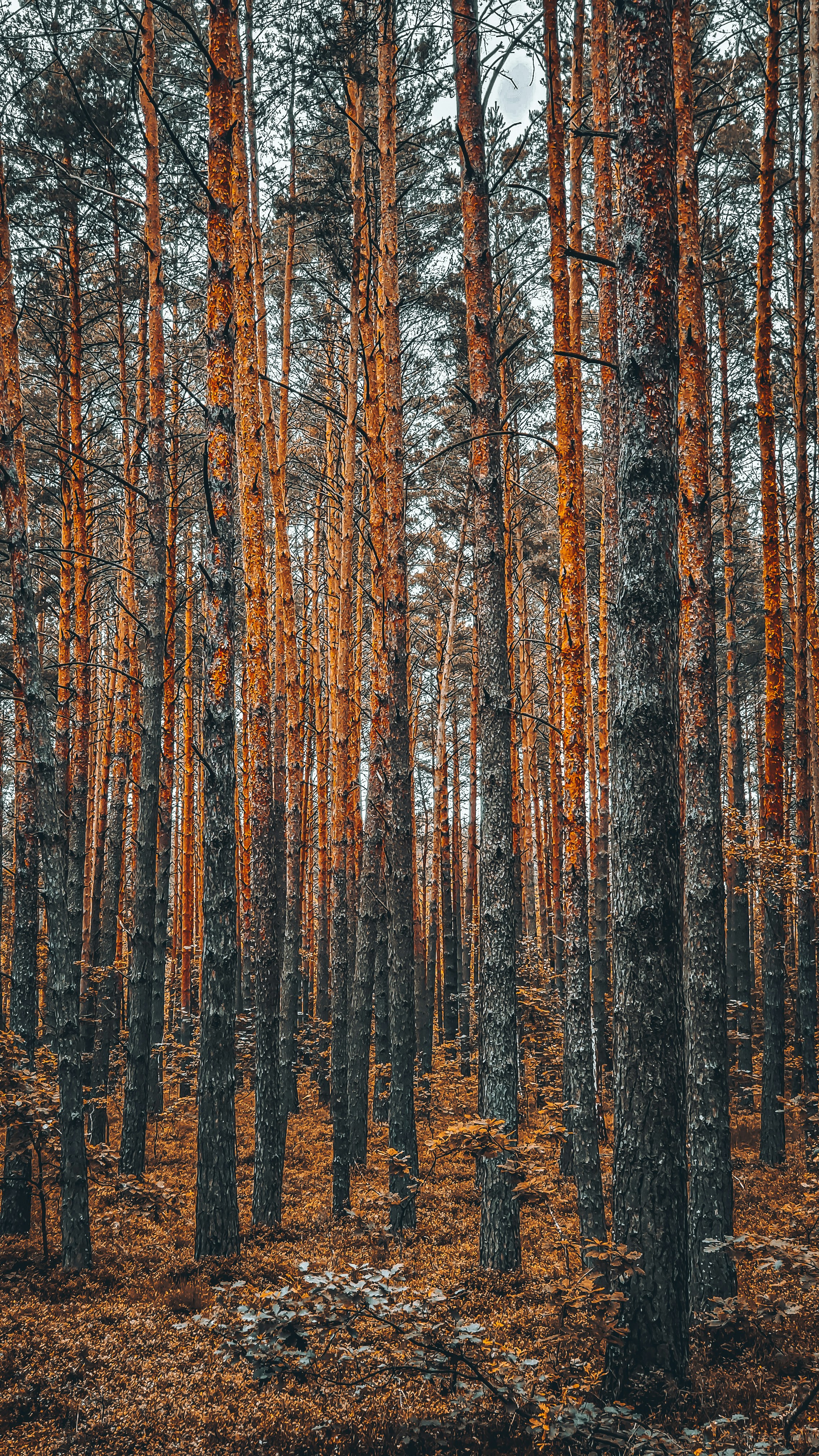 Photo by bogdan4ik_iv