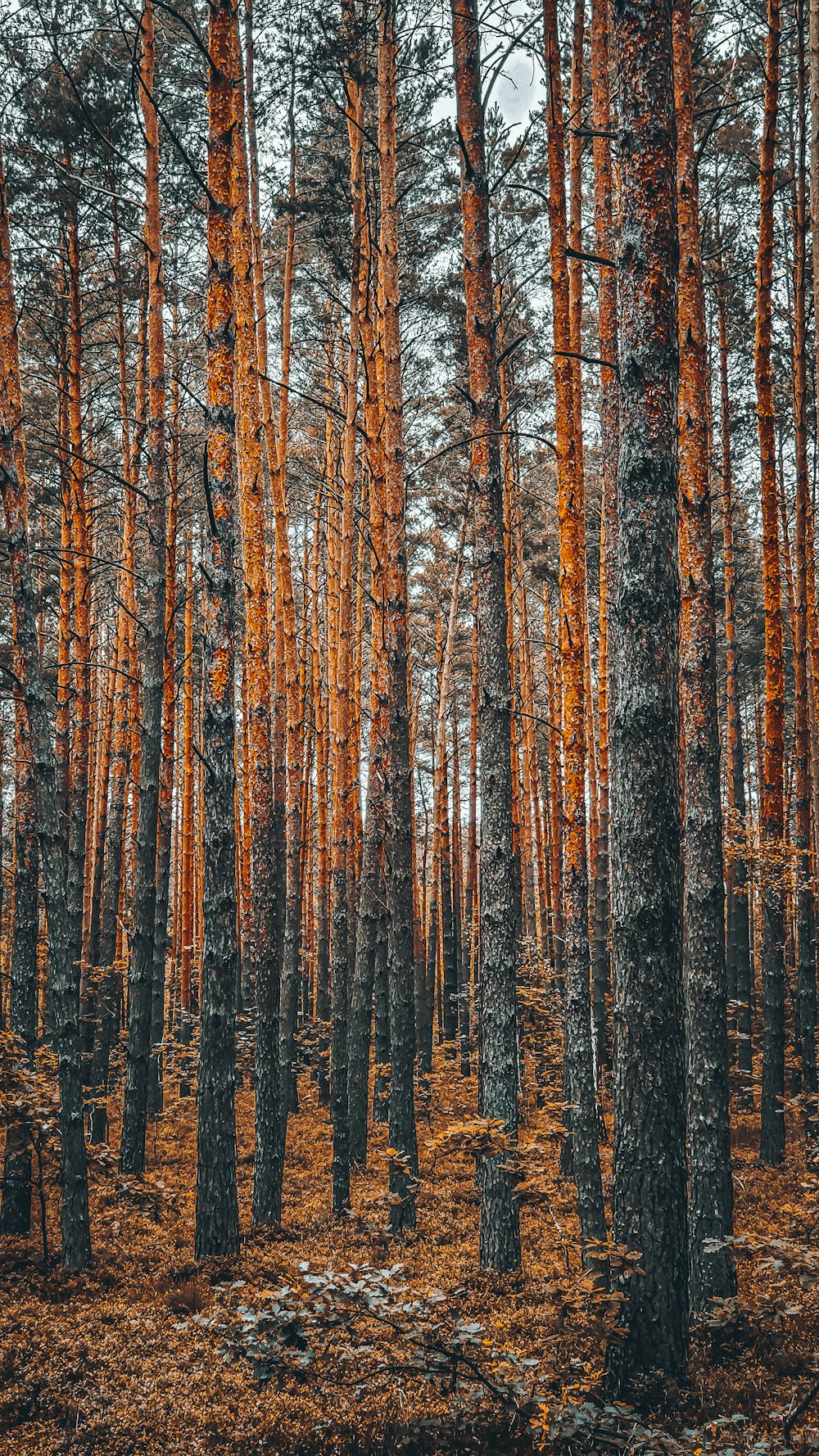 a forest filled with lots of tall trees