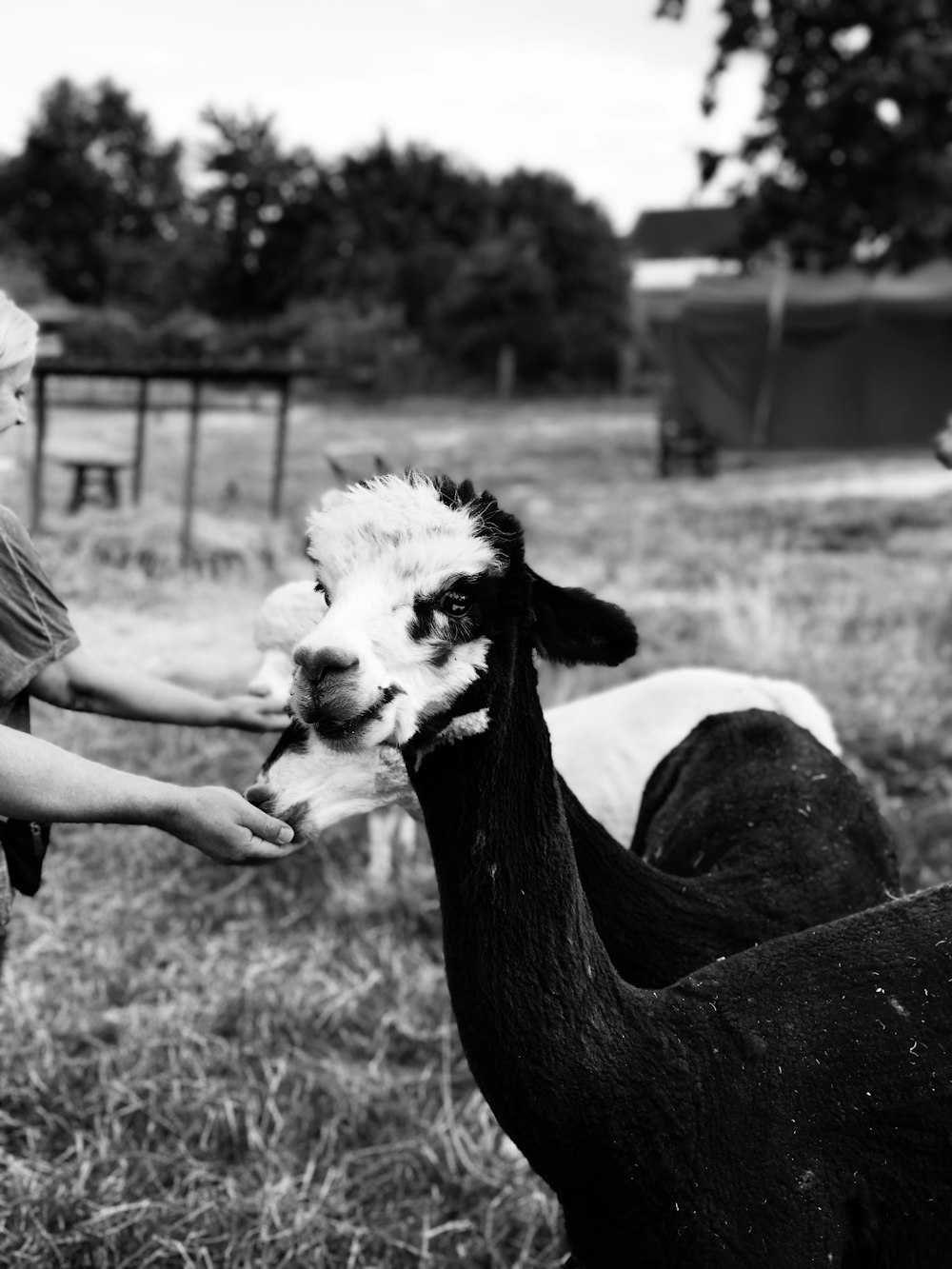 a young girl petting a llama in a field