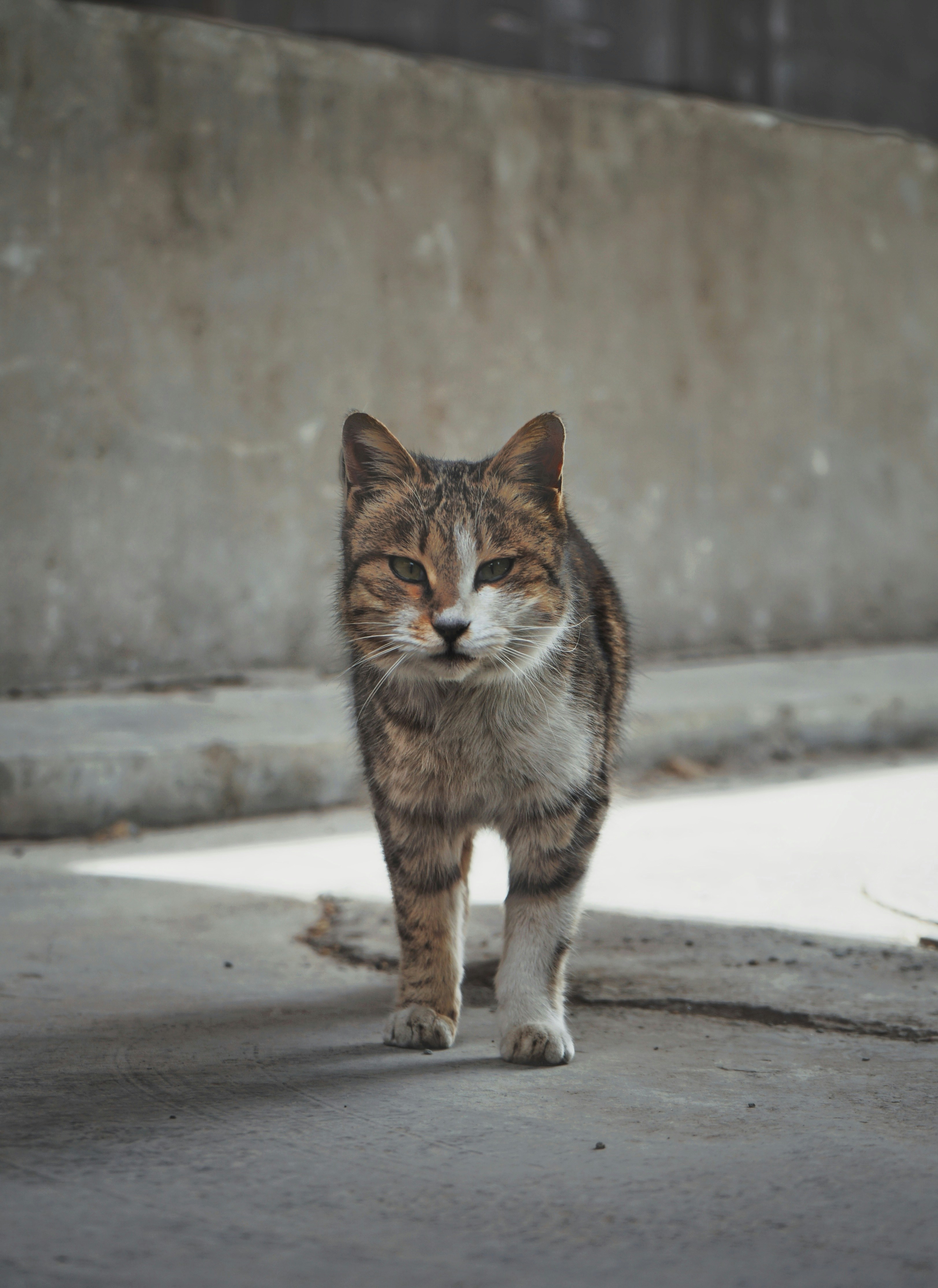 A cat that is walking down a sidewalk photo – Free Grey Image on Unsplash